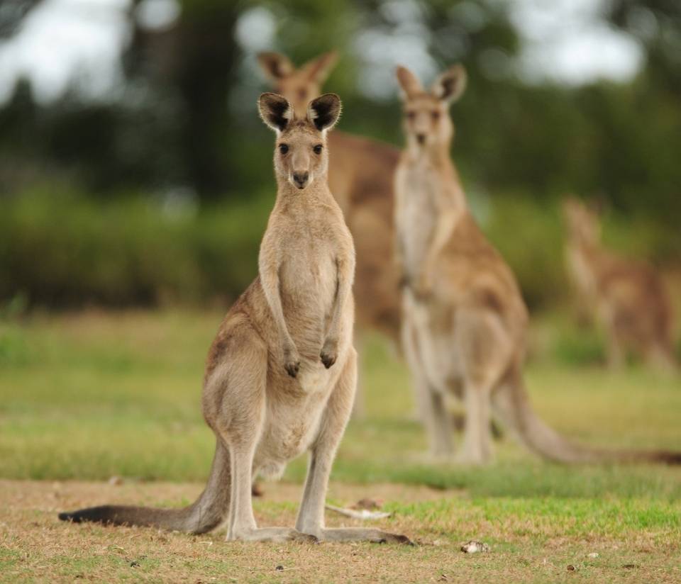 Kangaroo leather