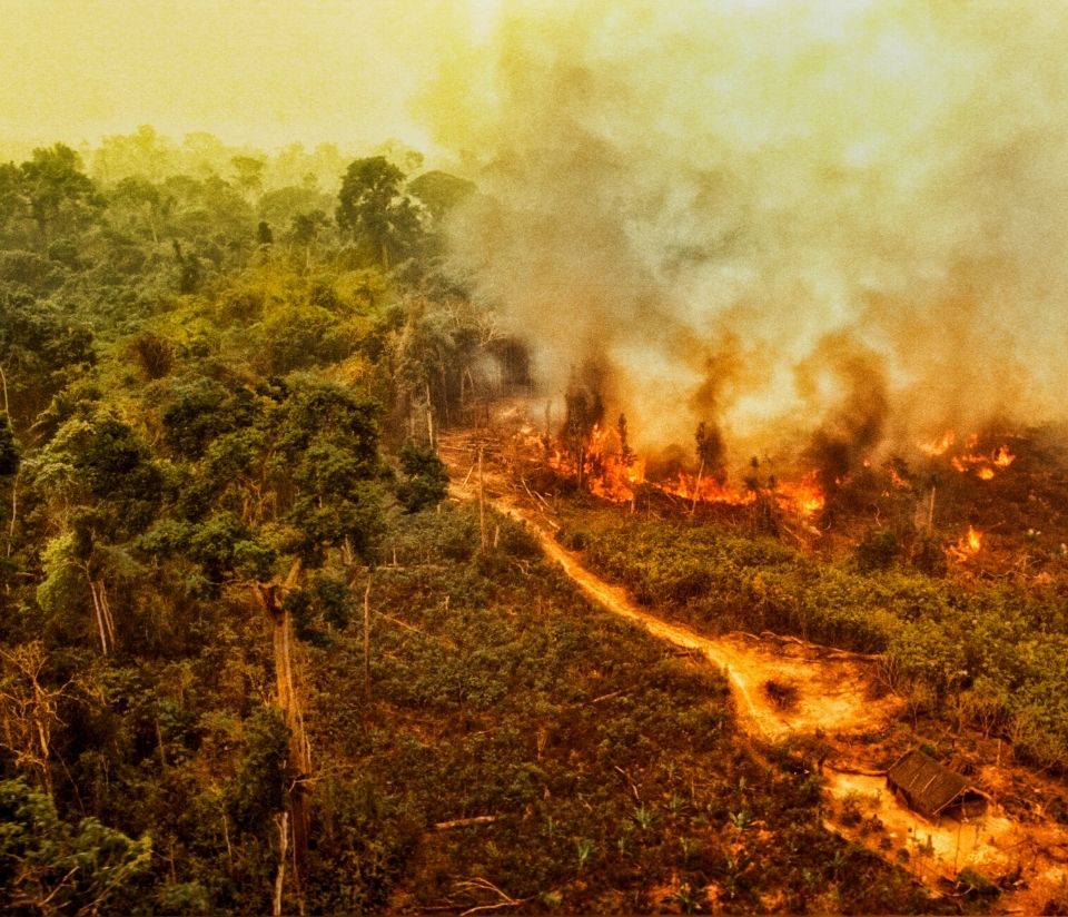 Unethical pension provider, amazon deforestation