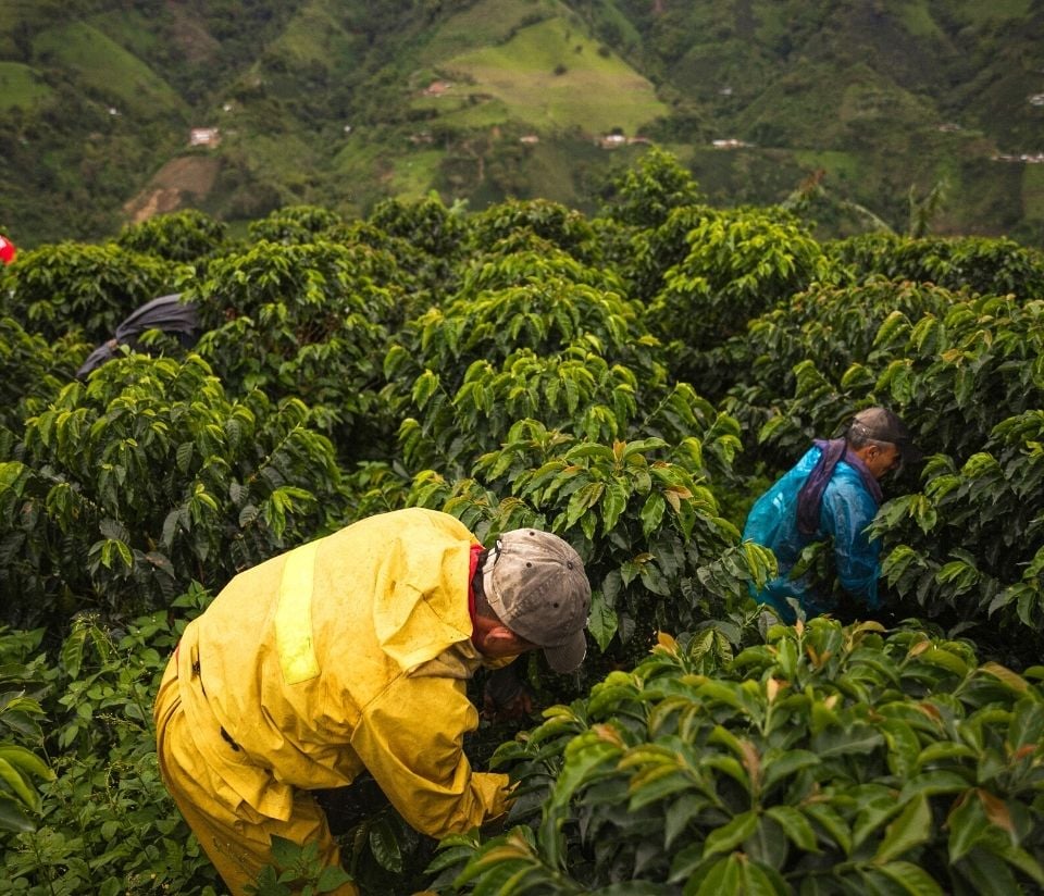 Ethical coffee, coffee farmers