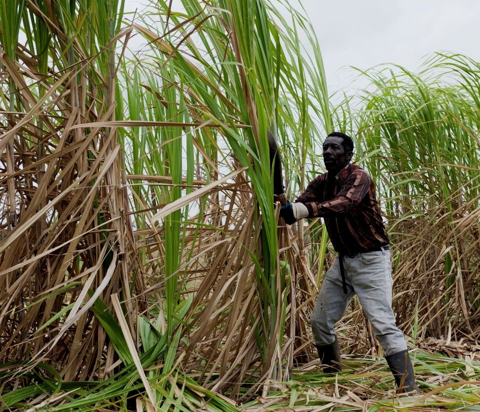 Ethical sugar, sugar cane farmer