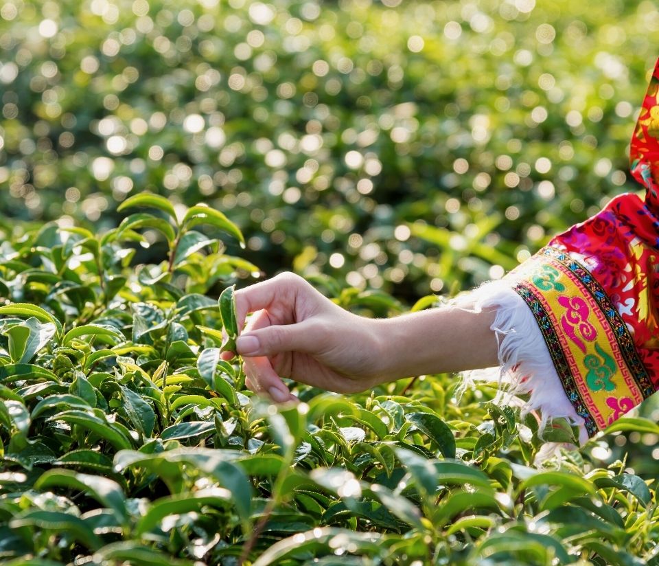 Ethical tea, tea farmer picking tea