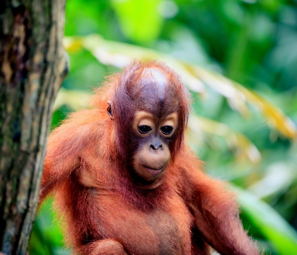 Ethical jams and spread, small orangutan , baby orangutang , orphan orangutan, sad orangutang in a tree