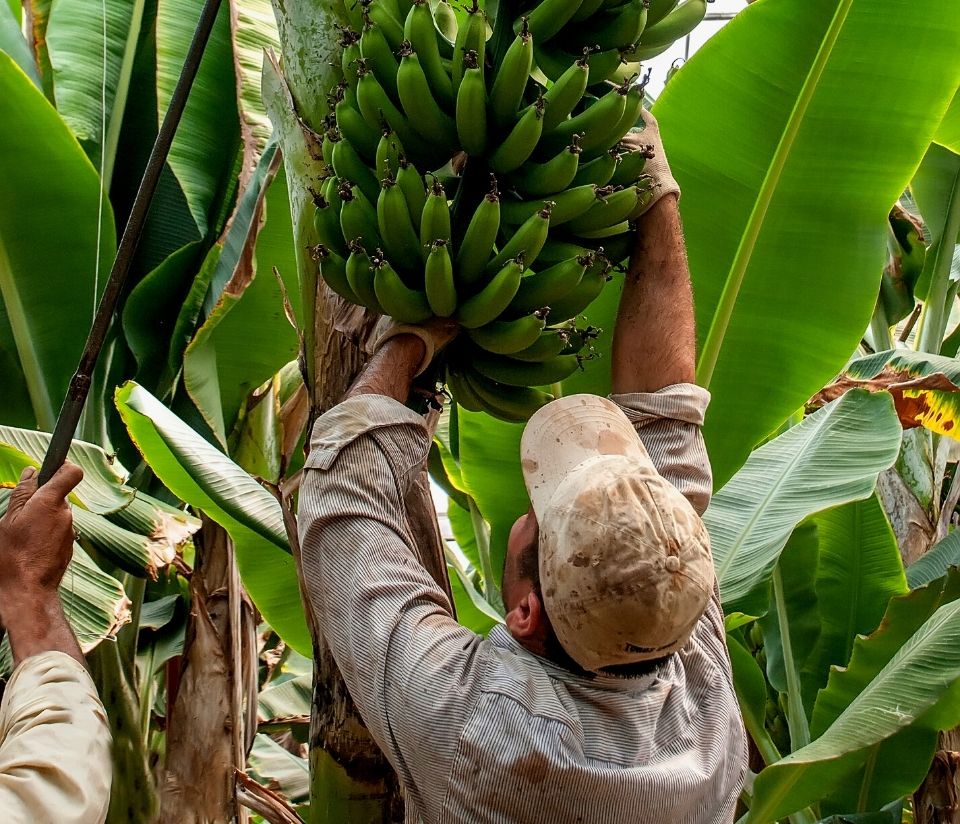 Ethical bananas, a banana farmer picks bunches of bananas