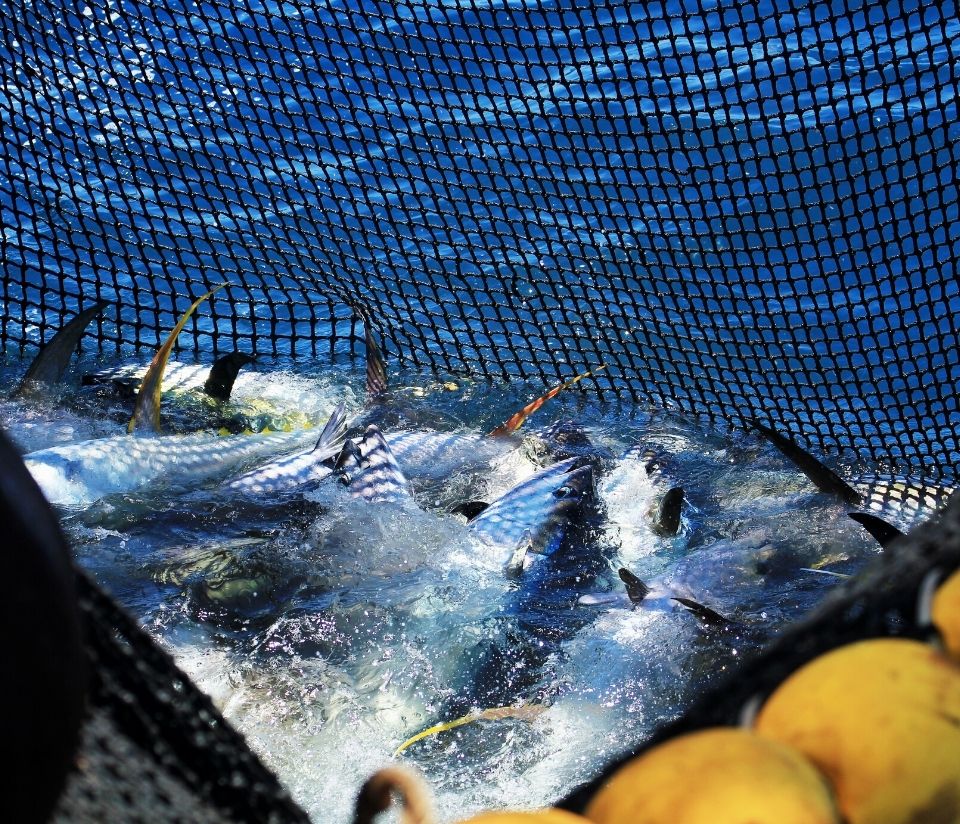 Tinned tuna caught in a net