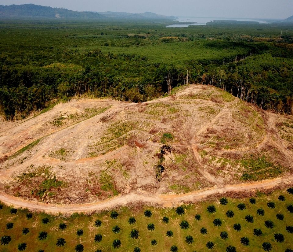 Ethical soap and shower gel, palm oil deforestation