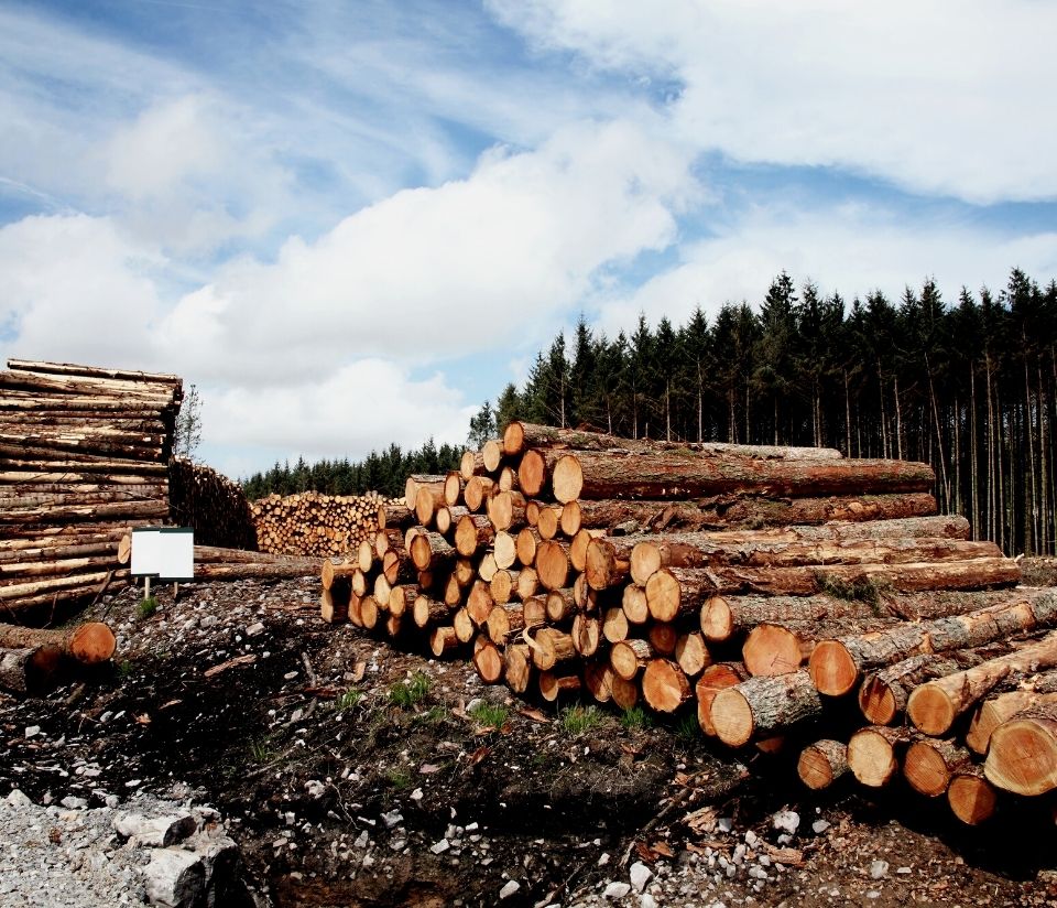 Ethical furniture, illegal logging
