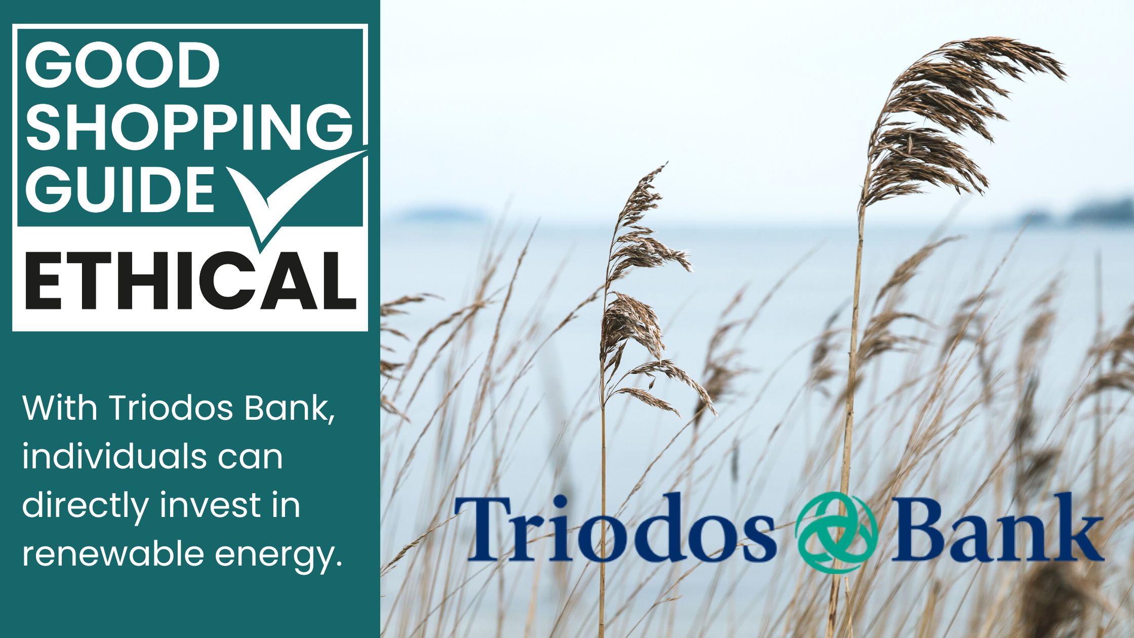 triodos bank and the good shopping guide ethical accreditation