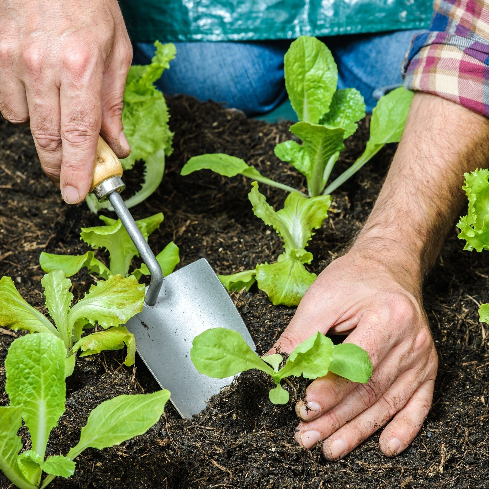 The Good Shopping Guide: man planting seedlings of lettuce