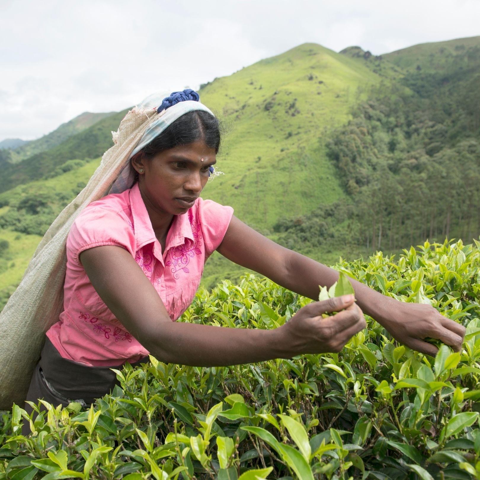 Woman picks tea leaves