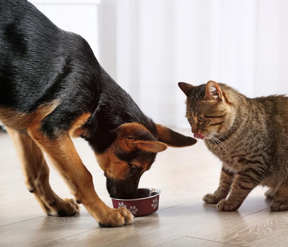 Cat and Dog eating together, ethical cat and dog food, good shopping guide