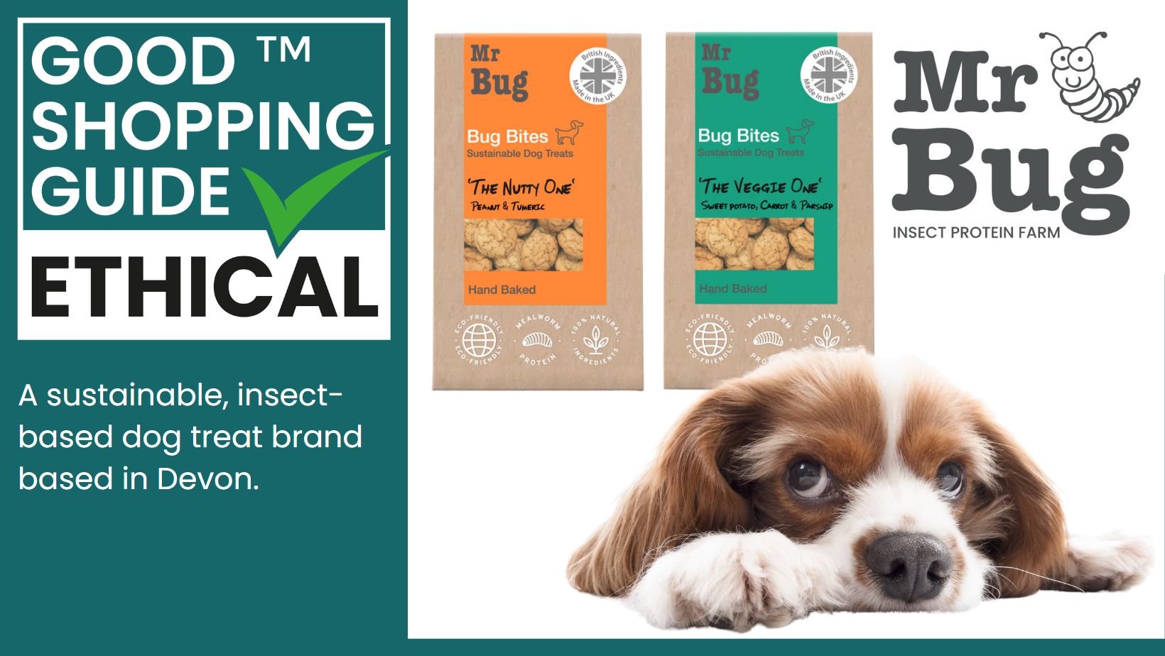 A big day for Mr Bug! The insect-based dog treat Brand gains Ethical  Accreditation - The Good Shopping Guide