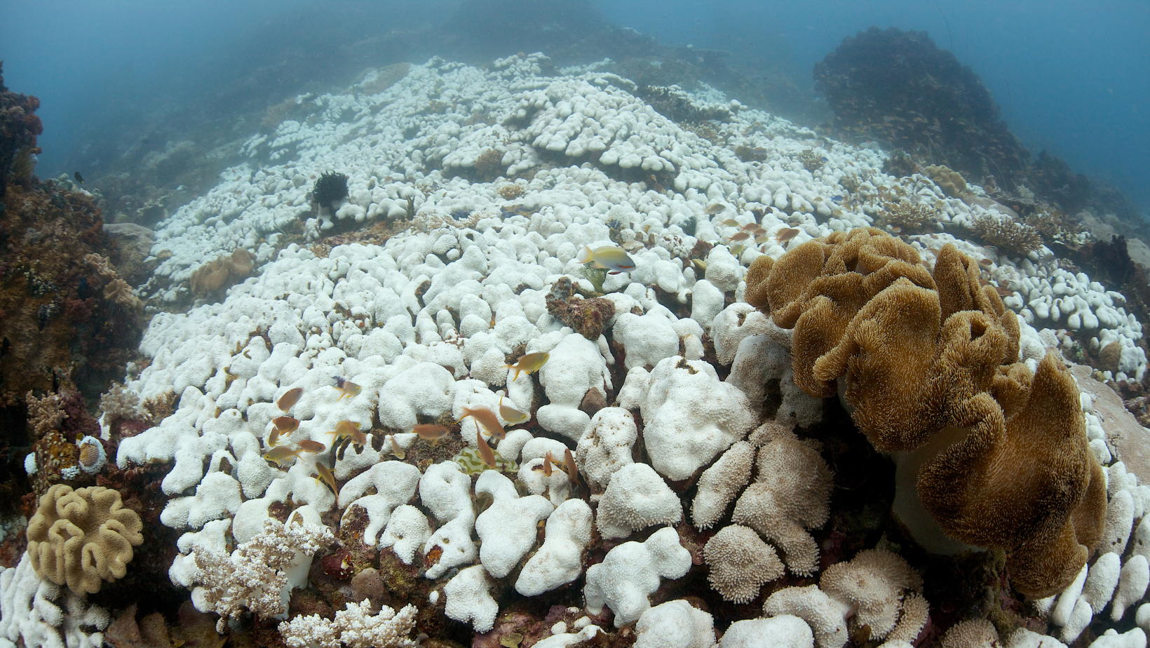 An image showing bleached coral